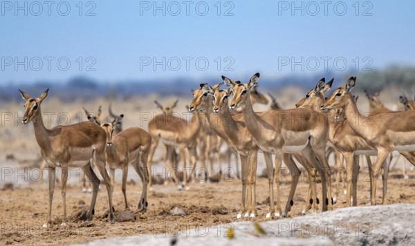 Herd of impala (Aepyceros melampus) at a waterhole, black heeler antelope, Nxai Pan National Park, Botswana