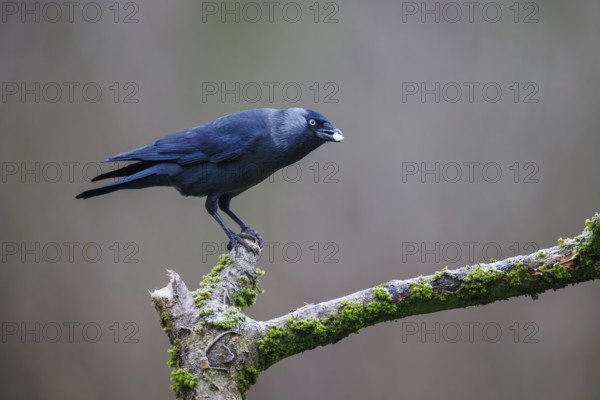 Jackdaw (Corvus monedula), Germany