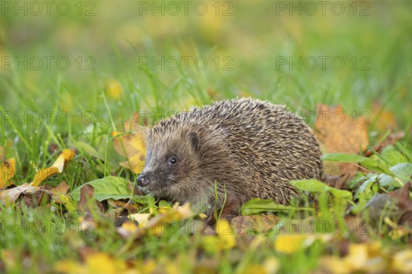 European hedgehog (Erinaceus europaeus) adult animal amongst fallen autumn leaves on a garden lawn, Suffolk, England, United Kingdom