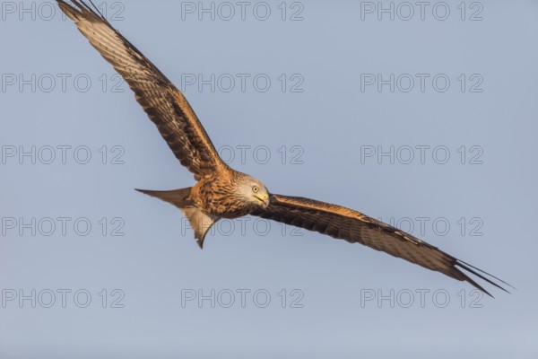 Red kite (Milvus milvus), Extremadura, Castilla La Mancha, Spain