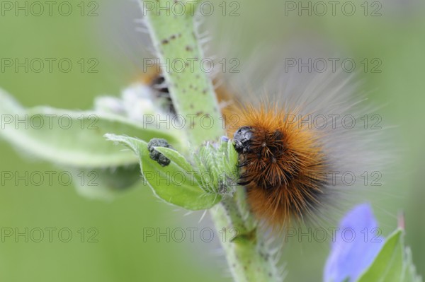 Garden tiger moth (Arctia caja), the caterpillar of the Garden tiger moth, a moth, butterfly of the bear moth family feeds on its typical host plant, the viper's bugloss (Echium vulgare) . Caterpillar of the, Viper's bugloss (Echium vulgare), native nature, Hesse, Germany, Western Europe