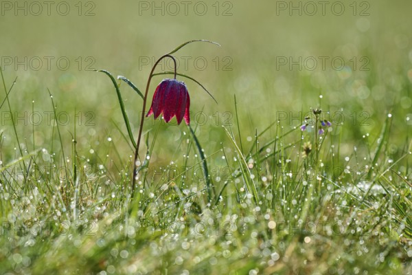 Snake's Head Fritillary or lapwing (Fritillaria meleagris), flower with dew in the dawn light on the meadow, spring, Jossa, Sinntal, Spessart, Hesse, Germany
