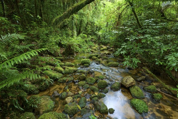 Mossy stream meanders through dense forest, surrounded by lush greenery, Waterfall track, Mclaren Fall Park, Omanawa, North Island, New Zealand