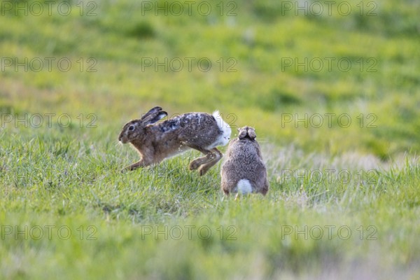 European hare (Lepus europaeus) Mating season Germany