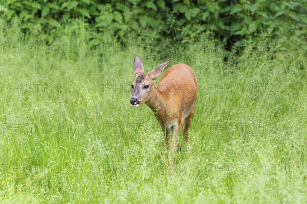A female roe deer (Capreolus capreolus) crosses a green meadow. Bavaria, Germany