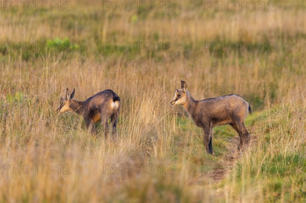 Chamois (Rupicapra rupicapra) youngster on a meadow in the Vosges Mountains, wildlife, France