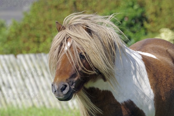 A small brown and white spotted pony with a long mane on a green pasture, Shetland pony, Shetland Islands, Lerwick, Scotland, Great Britain
