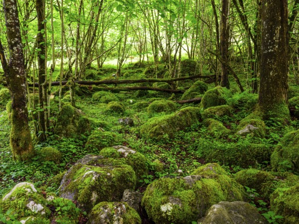 Rocks with moss in the natural forest at Königssee in the Berchtesgaden National Park, Schönau am Königssee, Berchtesgadener Land, Upper Bavaria, Bavaria, Germany