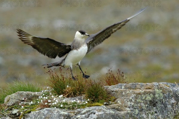 Skua in the grass with open wing, landing. Marine bird Arctic Skua, Stercorarius parasiticus, sitting in the grass. Bird in the nature habitat. Arctic wildlife in the nature