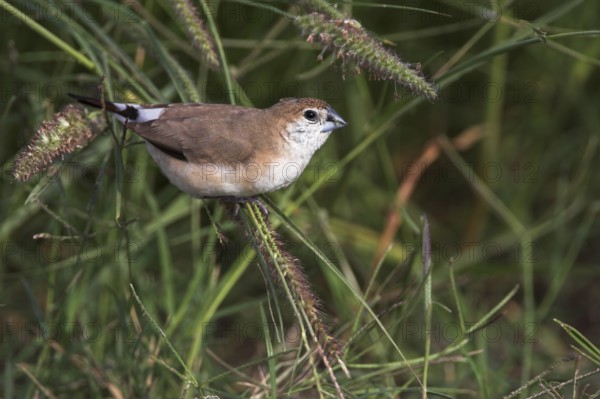 Indian Silverbill (Euodice malabarica), Oman