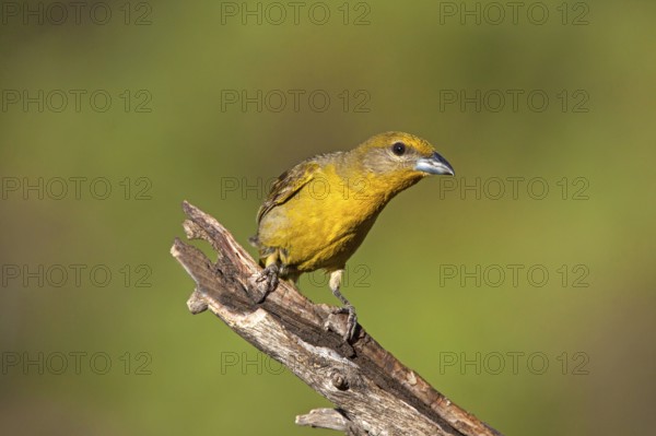 Hepatic Tanager Piranga hepatica Santa Rita Mountains, Santa Cruz County, Arizona, United States 16 May Adult Female Thraupidae