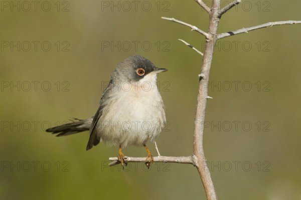 Menetries's Warbler (Sylvia mystacea), Oman