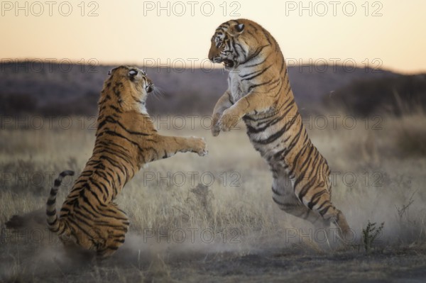 Bengal Tiger (Panthera tigris) two females fighting, captive, Philippolis, South Africa