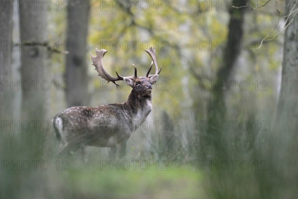 Fallow Deer (Dama dama) male standing in autumn forest, North Rhine-Westphalia, Germany