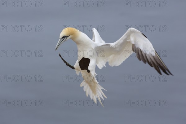 Northern Gannet (Morus bassanus) flying, Schleswig-Holstein, Germany