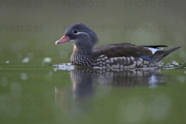 Mandarin Duck (Aix galericulata) female, North Rhine-Westphalia, Germany