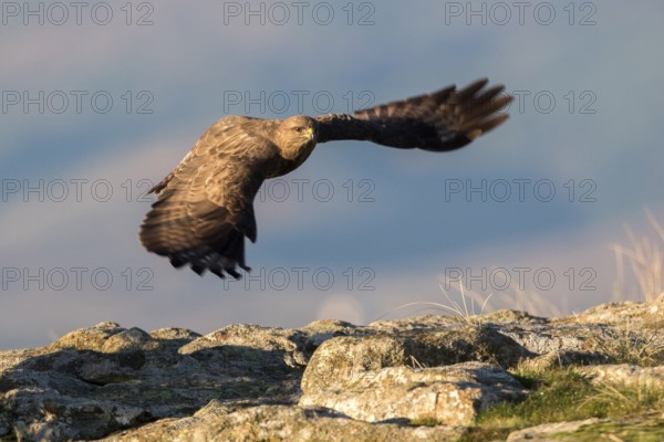 Common Buzzard (Buteo buteo) flying, Madrid, Spain