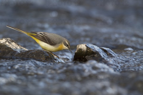 Grey Wagtail (Motacilla cinerea) female, Saxony, Germany