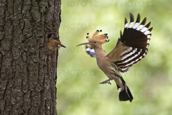 Eurasian Hoopoe (Upupa epops) feeding juvenile in breeding cavity, Saxony, Germany