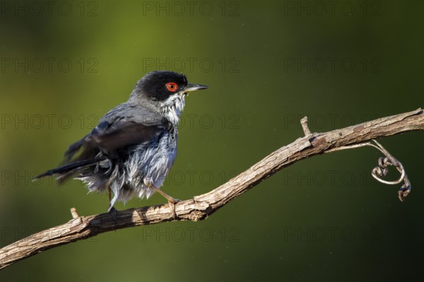 Sardinian Warbler (Sylvia melanocephala) male, Alicante, Spain