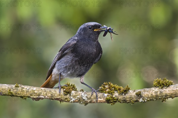 Black Redstart (Phoenicurus ochruros) male with insect prey in beak to feed chicks, Bavaria, Germany