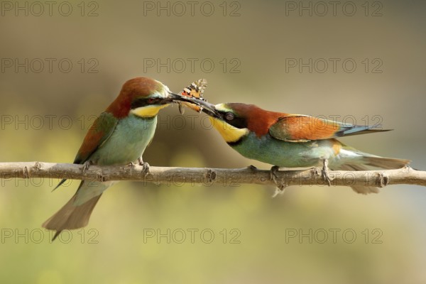 European Bee-eater (Merops apiaster) pair displaying, Piedmont, Italy