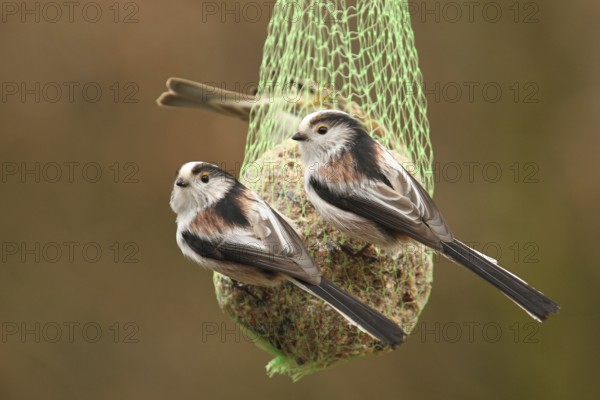 Long-tailed Tit (Aegithalos caudatus), North Rhine-Westphalia, Germany