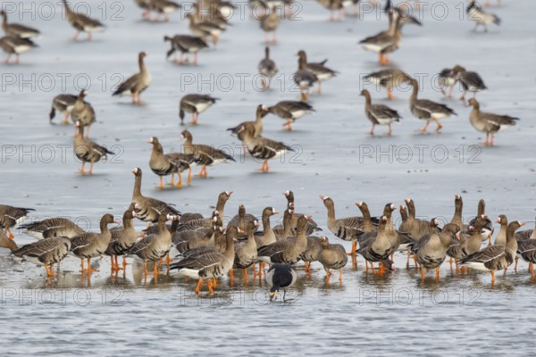 Greater White-fronted Goose & Barnacle Goose (Anser albifrons & Branta leucopsis) group resting in water, North Rhine-Westphalia, Germany