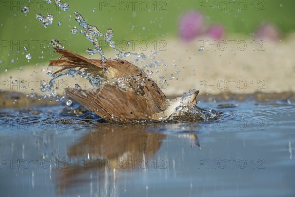 Common Nightingale (Luscinia megarhynchos) bathing in waterhole, Aosta Valley, Italy