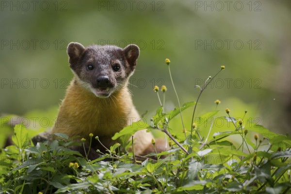 Yellow-throated Marten (Martes flavigula) portrait in blooming forest, Mae Wong National Park, Thailand