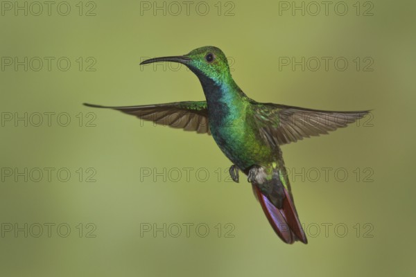 Green-breasted Mango (Anthracothorax prevostii) flying and feeding at a flower in Costa Rica