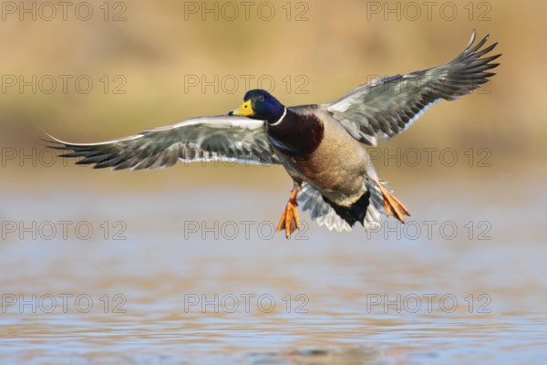 Mallard (Anas platyrhynchos) male flying, British Columbia, Canada