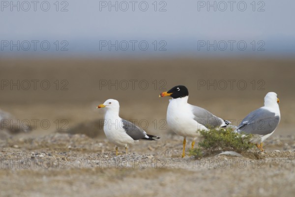 Pallas's Gull (Ichthyaetus ichthyaetus), Oman