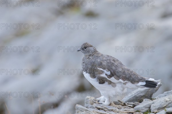 Rock Ptarmigan (Lagopus muta) female, Appenzell Outer-Rhodes, Switzerland