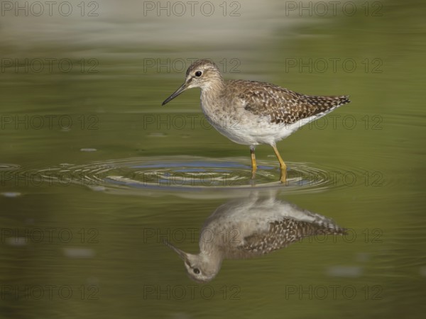 Wood Sandpiper (Tringa glareola), Gambia