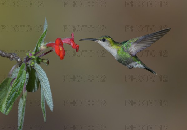 Purple-crowned Woodnymph (Thalurania colombica) at Laguna Lagarto Lodge near Boca Tapada, Costa Rica