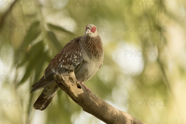 Speckled Pigeon (Columba guinea), Gambia