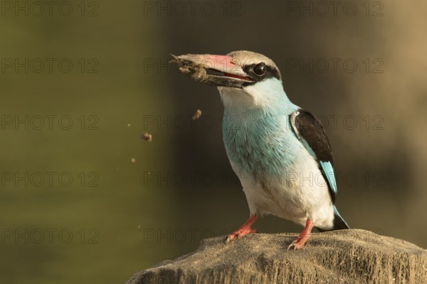Blue-breasted Kingfisher (Halcyon malimbica), Gambia