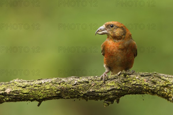 Red Crossbill (Loxia curvirostra) male, Utrecht, Netherlands