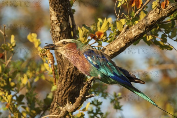 Lilac-breasted Roller (Coracias caudatus), Mpumalanga, South Africa
