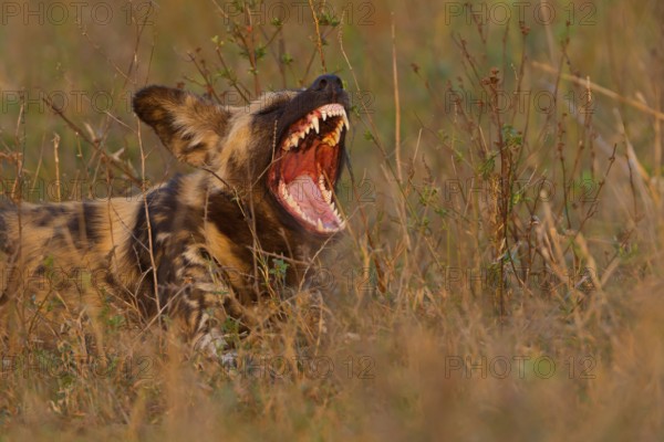 Afrikanischer Wildhund, Lycaon pictus, African wild dog, African hunting dog, Cape hunting dog, painted dog, painted wolf, painted hunting dog, spotted dog, ornate wolf, licaón, lycaon