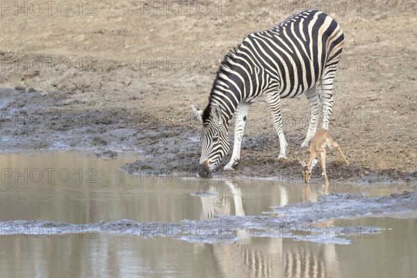 Burchell's Zebra (Equus quagga burchelli) drinking at waterhole together with young Common Impala (Aepyceros melampus), South Africa