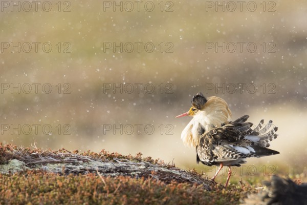 Ruff (Calidris pugnax) male displaying, Finnmark, Norway