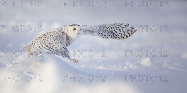 Snowy Owl (Bubo scandiacus) female flying, Quebec, Canada