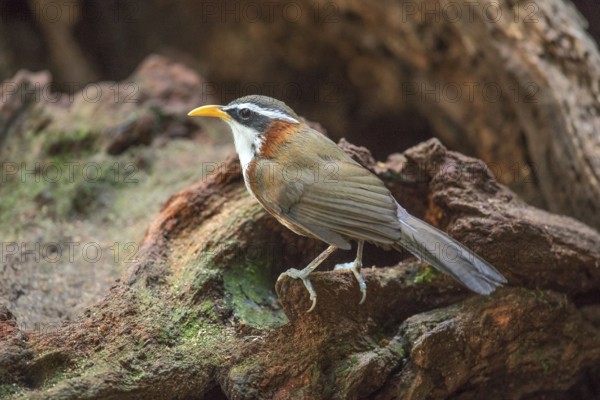White-browed Scimitar Babbler (Pomatorhinus schisticeps) perched on the ground, Bidoup National Park, Vietnam