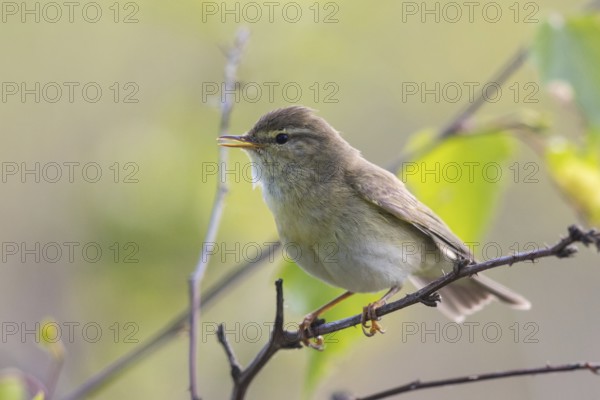 Willow Warbler (Phylloscopus trochilus) male singing from a branch, North-Rhine-Westphalia, Germany