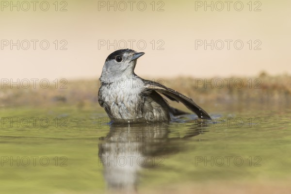 Eurasian Blackcap (Sylvia atricapilla) male bathing, Eilat, Israel