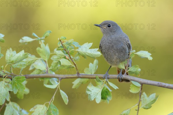 Black Redstart (Phoenicurus ochruros) juvenile perched on a branch, Andalusia, Spain
