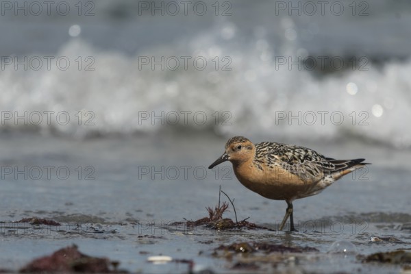 Red Knot (Calidris canutus), Schleswig-Holstein, Germany