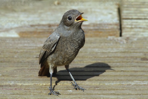 Black Redstart (Phoenicurus ochruros) juvenile begging for food, Mecklenburg-Western Pomerania, Germany